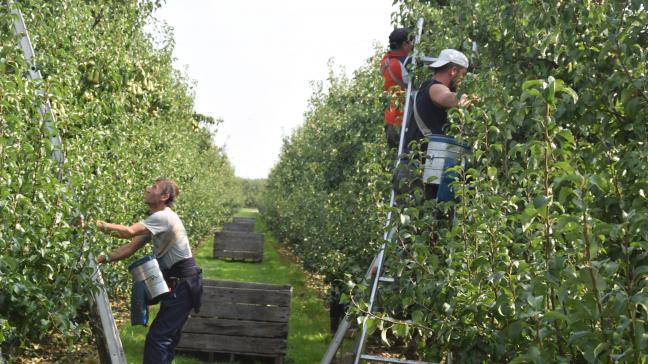 Een bodemscanner moet betere peren uit het Hageland opleveren.