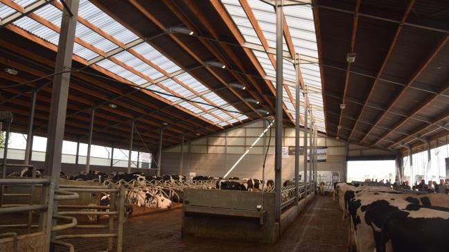 In Veurne bouwde de familie Dewicke deze stal voor 120 melkkoeien. Twee brede lichtstraten zorgen voor de lichtinval.