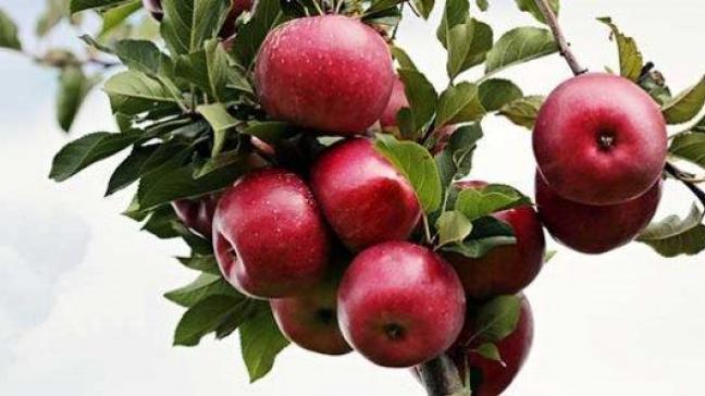 'An apple a day keeps the doctor away' , appels lekker en gezond.
