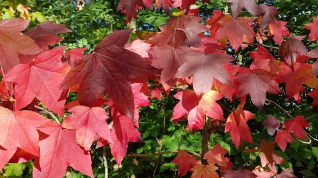 De kleurrijke blaadjes die de natuur nu nog volop kleuren vormen straks een kleurrijk tapijt onder de kale bomen.