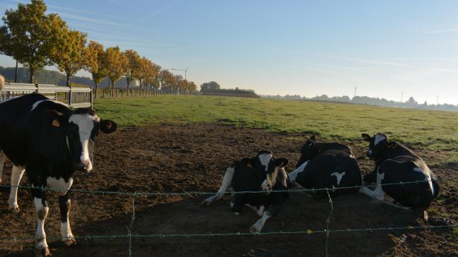 Uit nieuwe cijfers blijkt opnieuw dat de melkveehouderij snel verduurzaamt.