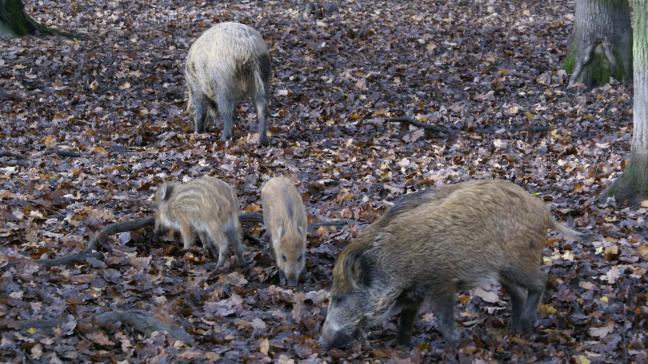 In Limburg veroorzaken wilde everzwijnen steeds meer overlast.