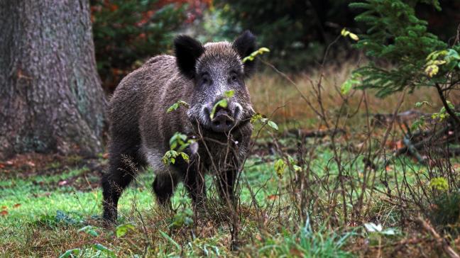 Het FAVV krijgt extra geld om de uitbraak van Afrikaanse varkenspest aan te pakken.