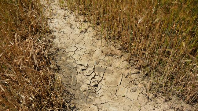 De zomerdroogte van 2018 wordt door de Vlaamse Overheid als Landbouwramp erkend.