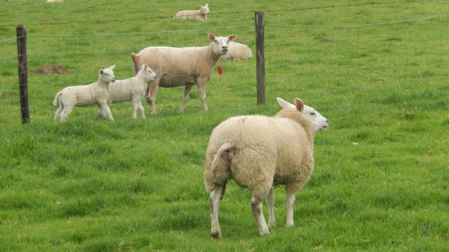 De zelfvoorzieningsgraad voor lamsvlees in België is laag, maar door goedkope importen is het toch lastig geld te verdienen voor schapenhouders.