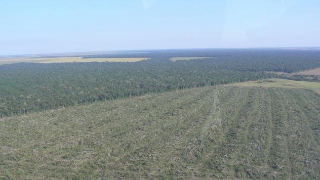 In deelstaat Mato Grosso mag niet meer ontbost worden, maar zijn toch ‘happen’ uit het regenwoud zichtbaar.