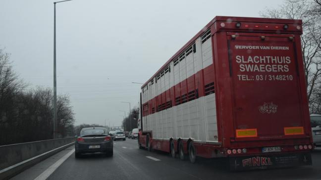 De Groenen willen onderzoek naar dierentransport. Op de foto een willekeurige vrachtauto die vee vervoert.