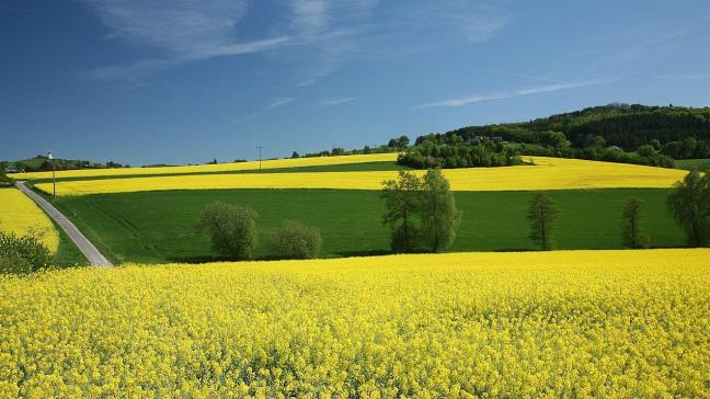 In de EU wordt met name veel koolzaad geteeld met het oog op de productie van biodiesel.