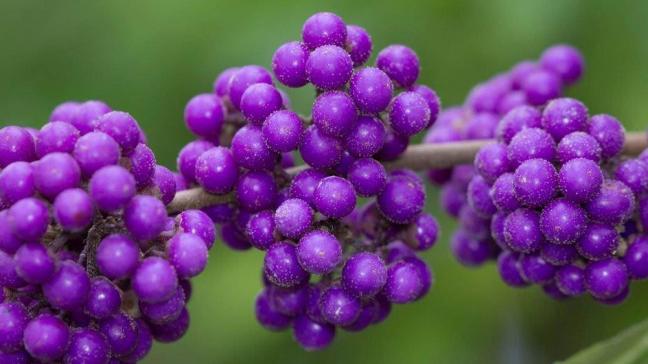 Callicarpa bodinieri.