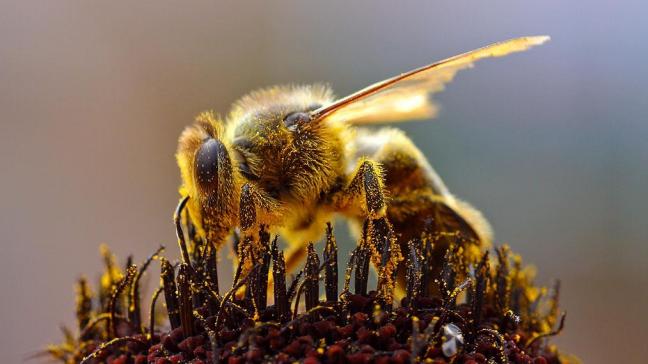 Neonics worden in verband gebracht met de bijensterfte.