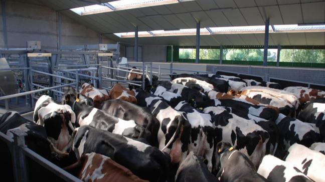 Volgens de rapporteurs van de EU zal het aantal melkkoeien in de EU de komende periode krimpen, terwijl de productiviteit wel toeneemt.