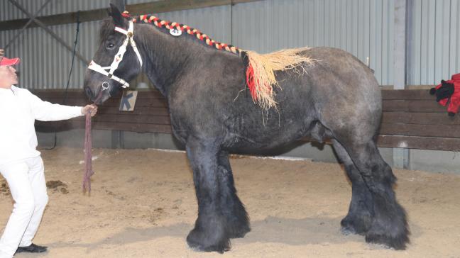 Buffalo van Stuyvenberg (Iwan van Aardenhof x Eros van Hoeve De Eik). Eig.: Wim Ceuleers en Maatschap van Dommelen uit Nederokkerzeel.