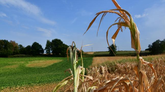 De droogte hakte dit jaar flink in de inkomens van landbouwers, zo blijkt uit cijfers van Statbel.