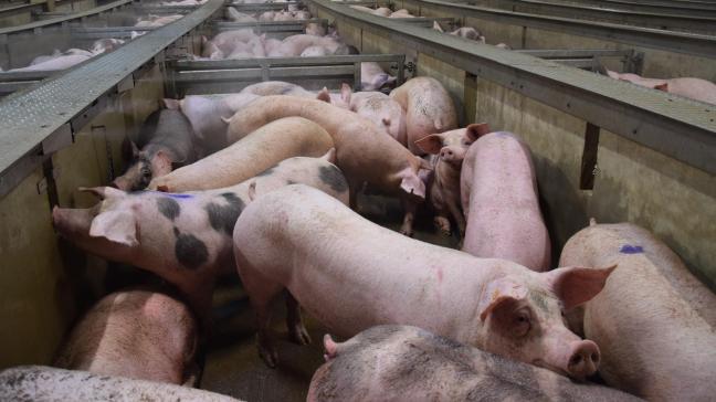 In 2017 werden minder varkens geslacht dan het jaar ervoor.