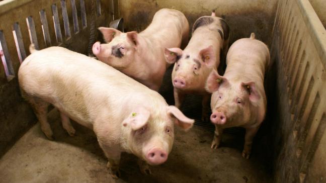 De varkenshouderij gaat gebukt onder lage prijzen.