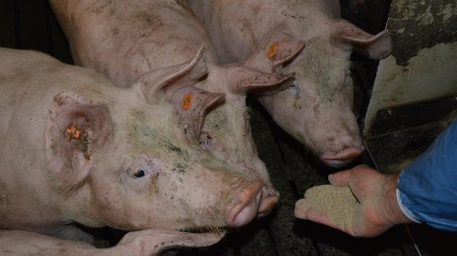 De varkensvleesconsumptie in de EU daalt, maar dat wordt goeddeels gecompenseerd door een grotere export.