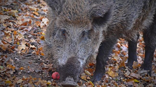 boar-3852049_960_720