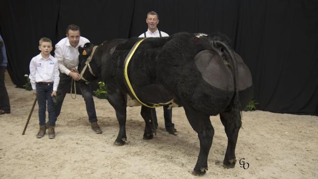 Kampioen bij de koeien vanaf 44 maanden: Jolie Fille vd Stokerij (Impérial X Fétiche).