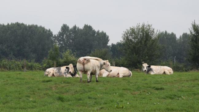 Wat de ngo’s betreft moet de veestapel krimpen.