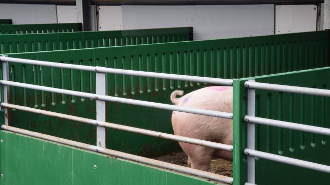 Elk kraamopfokhok heeft een oppervlakte van 9 m² binnen en een uitloop van 6 m².