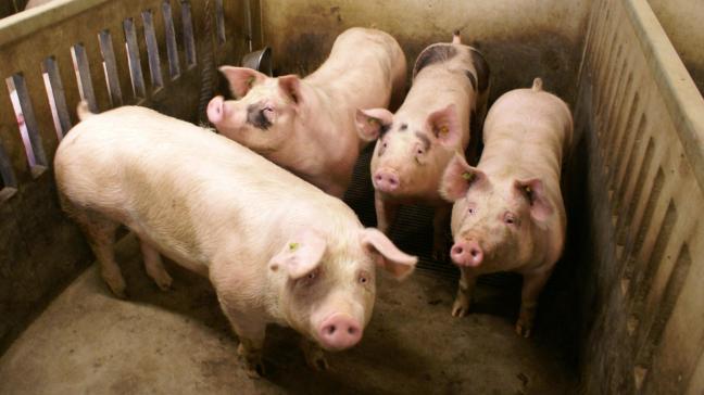 Ducarme wil de varkenssector als sector in crisis erkennen.