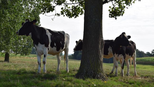 Wat Greenpeace betreft lopen in België straks veel minder koeien en ander vee rond.
