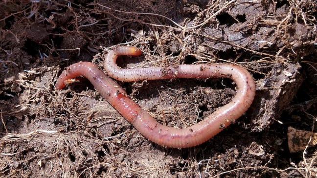 Gemiddeld genomen krijg je door grond met wormen 26% meer opbrengst in vergelijking met de situatie zonder wormen.