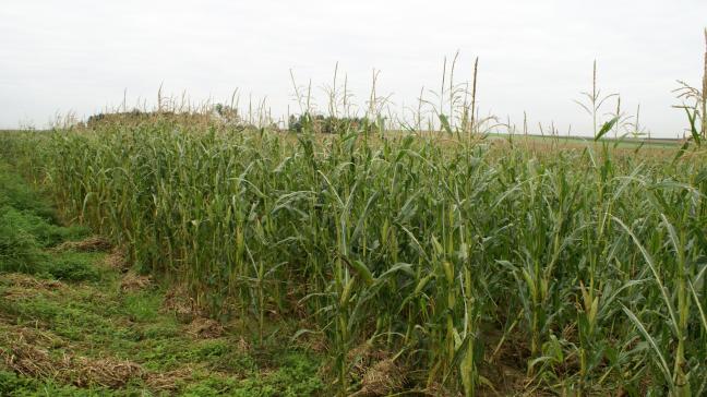 De weersverzekering helpt landbouwers risico’s indekken, zoals hier op de foto hagelschade in maïs.