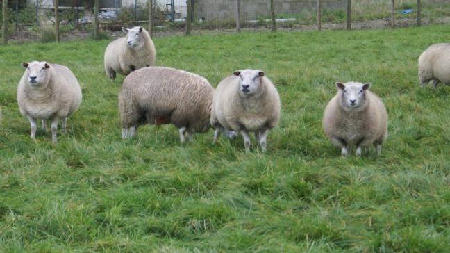 In Pepingen zijn opnieuw dieren in beslag genomen bij een koppel landbouwers dat al meermaals veroordeeld werd voor dierenverwaarlozing.