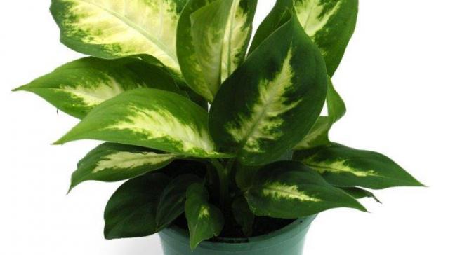 Dieffenbachia