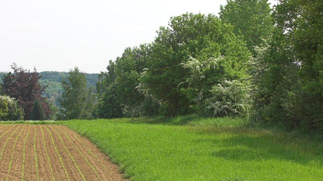 Een grasstrook langs een houtig landschapselement.