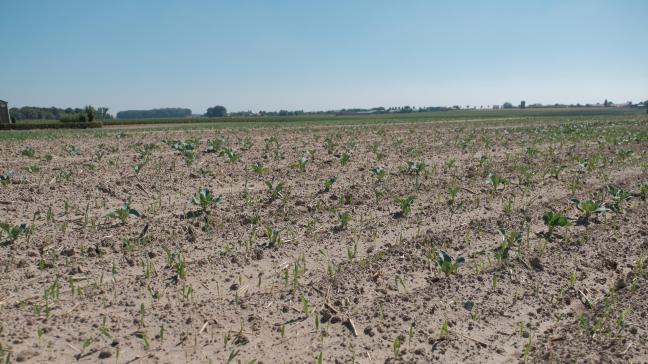 De droogte sloeg in de zomer van 208 in heel Vlaanderen hard toe.