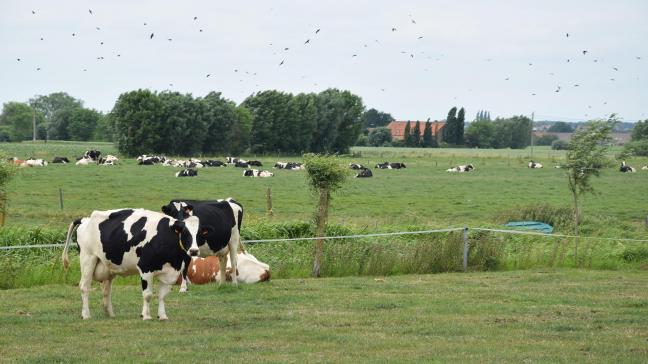 De WTO-tarieven voor zuivel lopen op tot 35%.