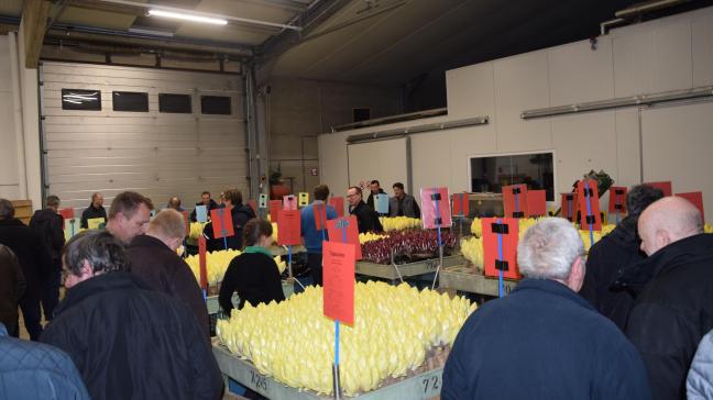 Op de witloofavond konden de bezoekers de verschillende rassen met eigen ogen bekijken.