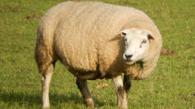 Het is belangrijk dat de schapenhouder de behoeften van zijn hoogdrachtige dieren kent.