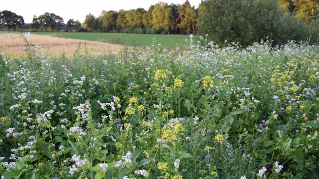 Met de aanleg van een bloemenstrook langs een landbouwperceel verhoogt een landbouwer hetvoedselaanbod voor insecten zoals hommels, bijen en vlinders.