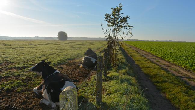 De gemiddelde Belgische melkprijs van januari lag een stuk hoger dan een jaar eerder.