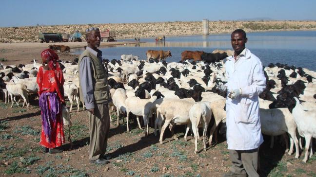 De FAO heeft onder meer als taak te helpen honger in kaart te brengen en te bestrijden, zoals hier met een vaccinatieprogramma voor vee in Ethiopië.