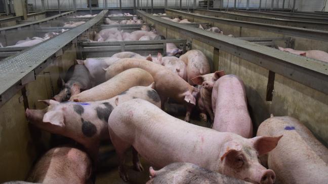 Het nieuwe demonstratieproject geeft alle varkenshouders gratis toegang tot technische benchmarking van vleesvarkens.