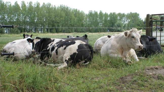 De coöperatieve 'Vlaams Hoeverund' moet rundveehouders een betere prijs opleveren.