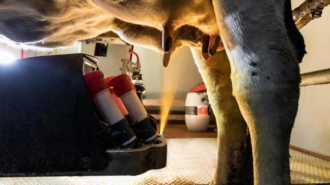 Na elke melkbeurt sproeit de robot het product rechtstreeks op de spenen van de koe, waardoor directe bescherming wordt verzekerd door een barrièrelaag aan te brengen.