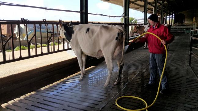 Een van de geselecteerde Vlaamse Holsteins, Liann ten Ruysschaert, krijgt een deugddoende wasbeurt van Frederik Ryckewaert, de Vlaamse verzorger van het Belgische team.