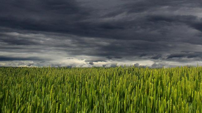 In tegenstelling tot in onze buurlanden hadden de Vlaamse landbouwers nog geen mogelijkheid om zich te verzekeren tegen dergelijke weersrisico’s. Dankzij deze subsidiemaatregel komt daar vanaf volgend teeltseizoen verandering in.