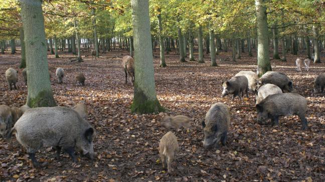 Afrikaanse varkenspest is ongevaarlijk voor mensen, maar kan wel overslaan van everzwijnen op varkens.