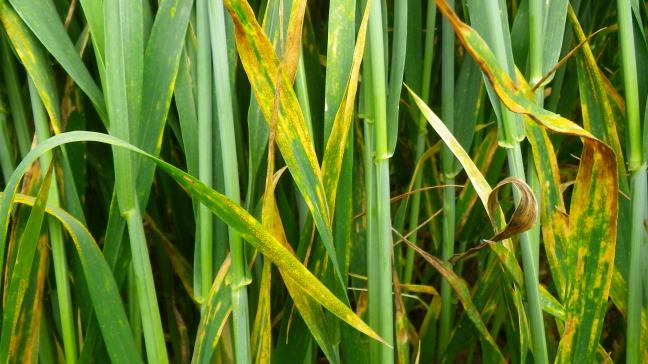 Gele roest verschijnt in haarden in het veld.