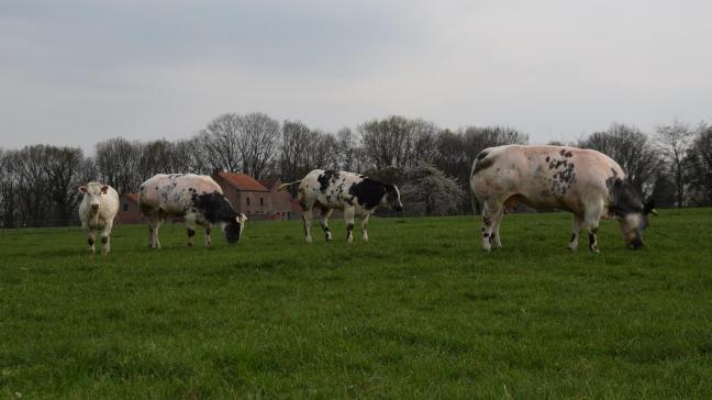 Colruyt Group zet een nieuwe stap in het verkorten van zijn ketens door een rechtstreekse samenwerking tot stand te brengen met een aantal veehouders die zich verenigd hebben in producentenorganisaties.