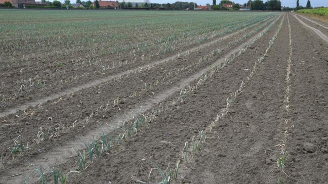 Extremen, zoals de lange droogte in 2018, zullen in de toekomst nog meer voorkomen.