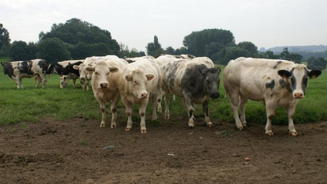 De drie horeca-federaties, de landbouwbonden en een sectororganisatie ondertekenden een charter waarin ze zich ertoe engageren het Belgisch rundsvlees bij de consument te promoten.