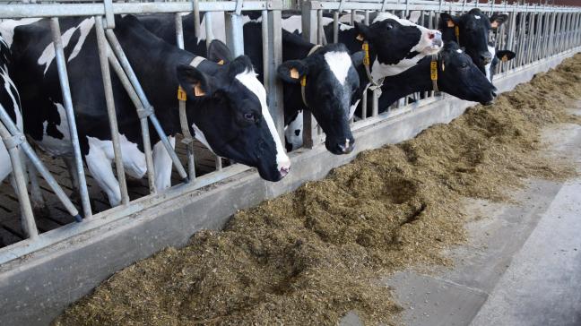 Om de vloergang te beschermen en hygiënisch te houden werd ongeveer 1,5 m gecoat voor het voerhek.