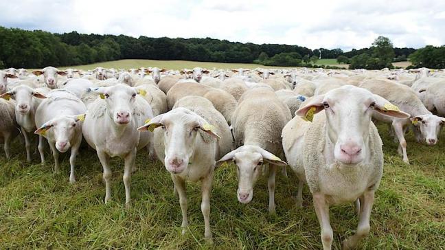Niettegenstaande de vele maatregelen die Franse schapenhouders nemen, blijft het aantal landbouwdieren die ten prooi vallen aan wolven stijgen.